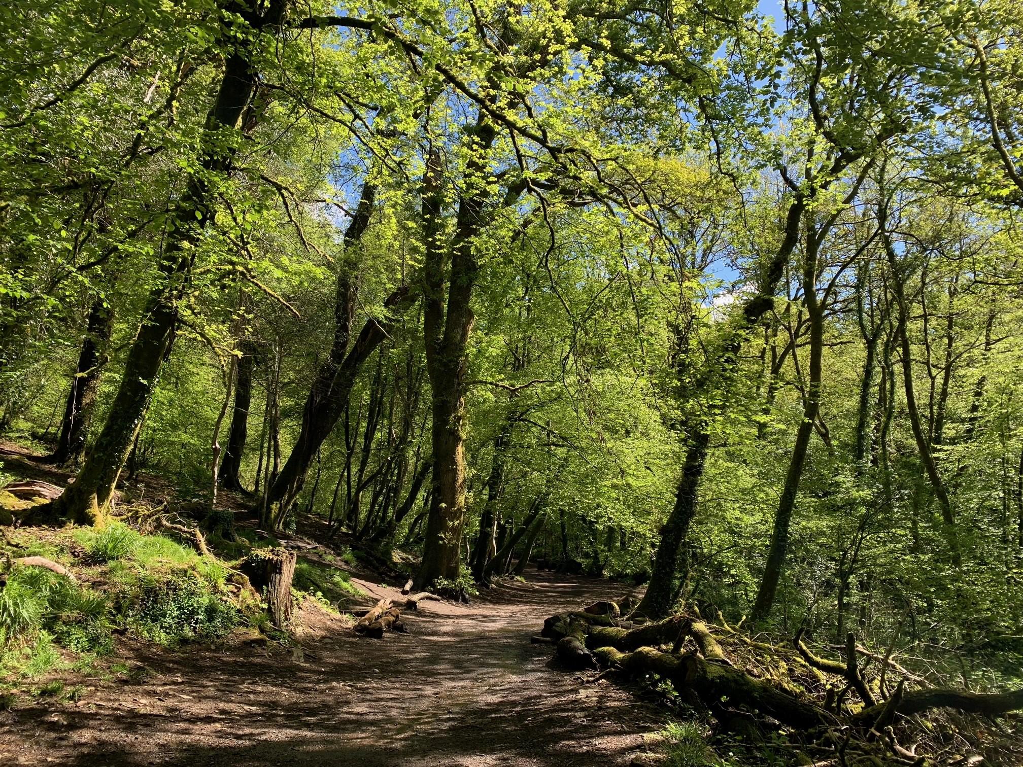 A path through Longtimber Woods
